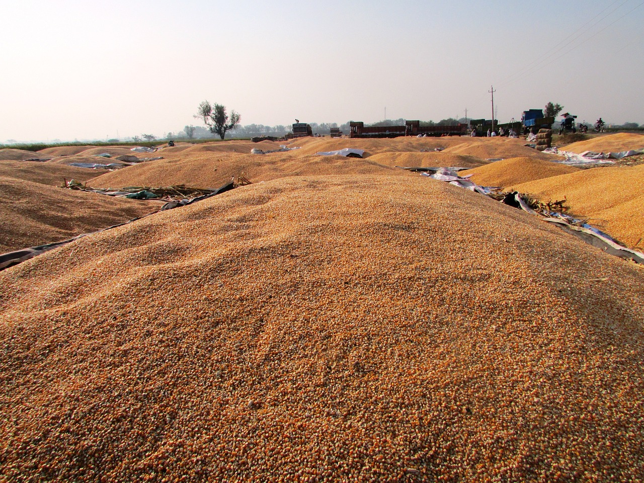 山東今日玉米最新價(jià)格及動(dòng)態(tài)分析概覽