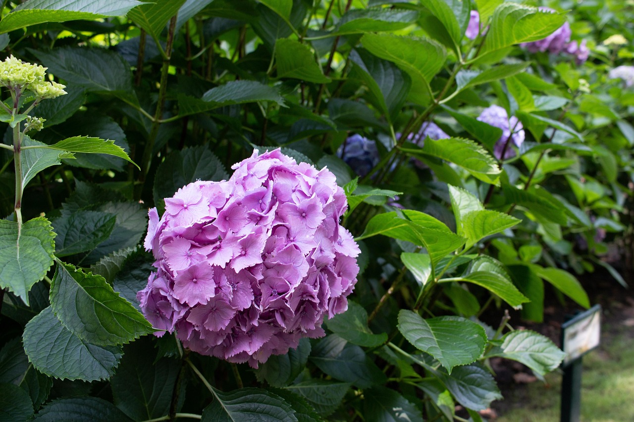 果林溪谷三期最新動態(tài)，探尋未來生活新篇章