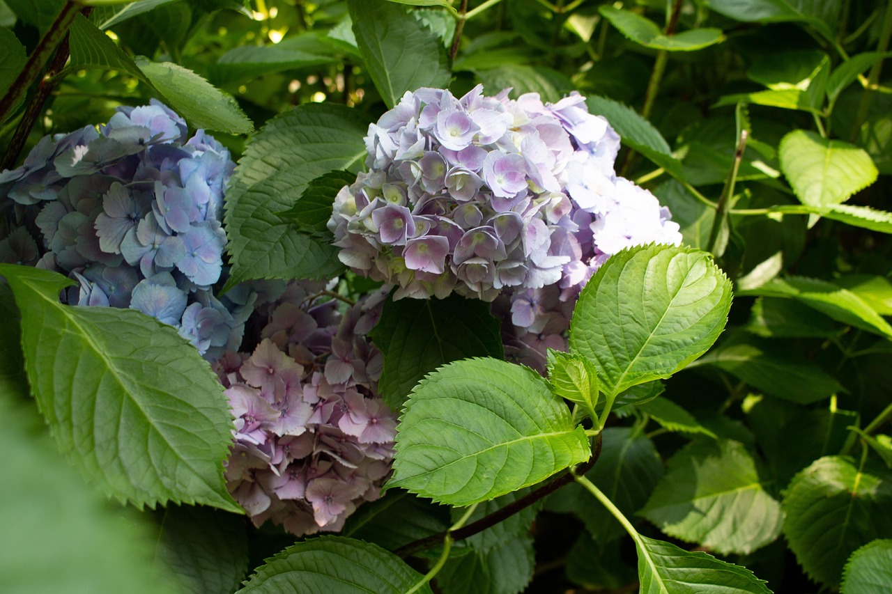 探索未來餐桌的綠色寶藏，最新青菜品種介紹