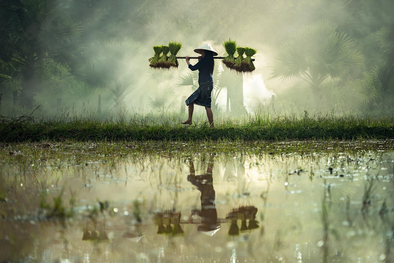 俺娘田小草演員表及深度解析