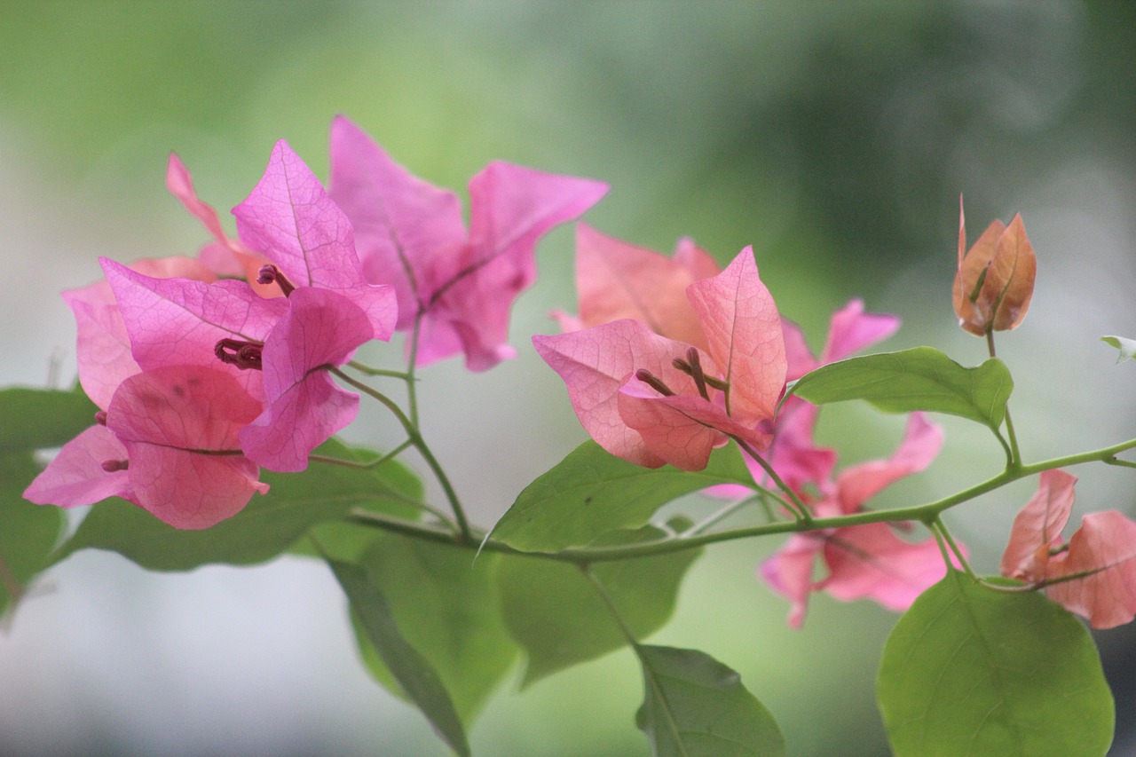 株洲泰山一號(hào)最新動(dòng)態(tài)揭秘，科技前沿進(jìn)展與未來展望展望