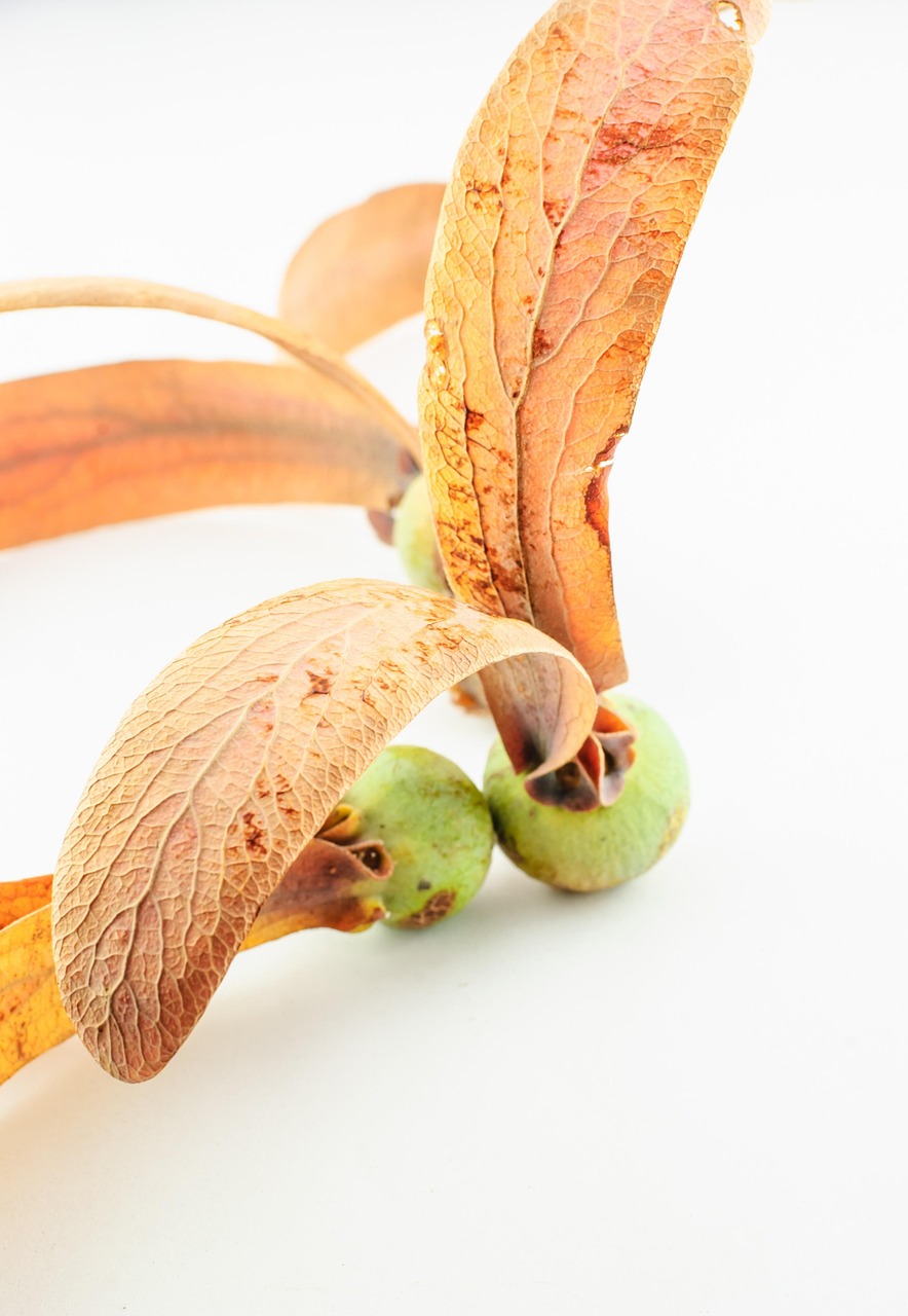 探索薯苗產(chǎn)業(yè)未來，最新資訊與發(fā)展動(dòng)態(tài)