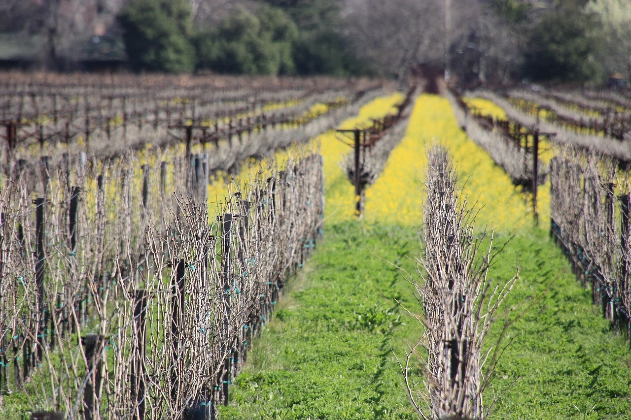 綠色行動啟動，最新植樹活動共創(chuàng)美好未來環(huán)境。