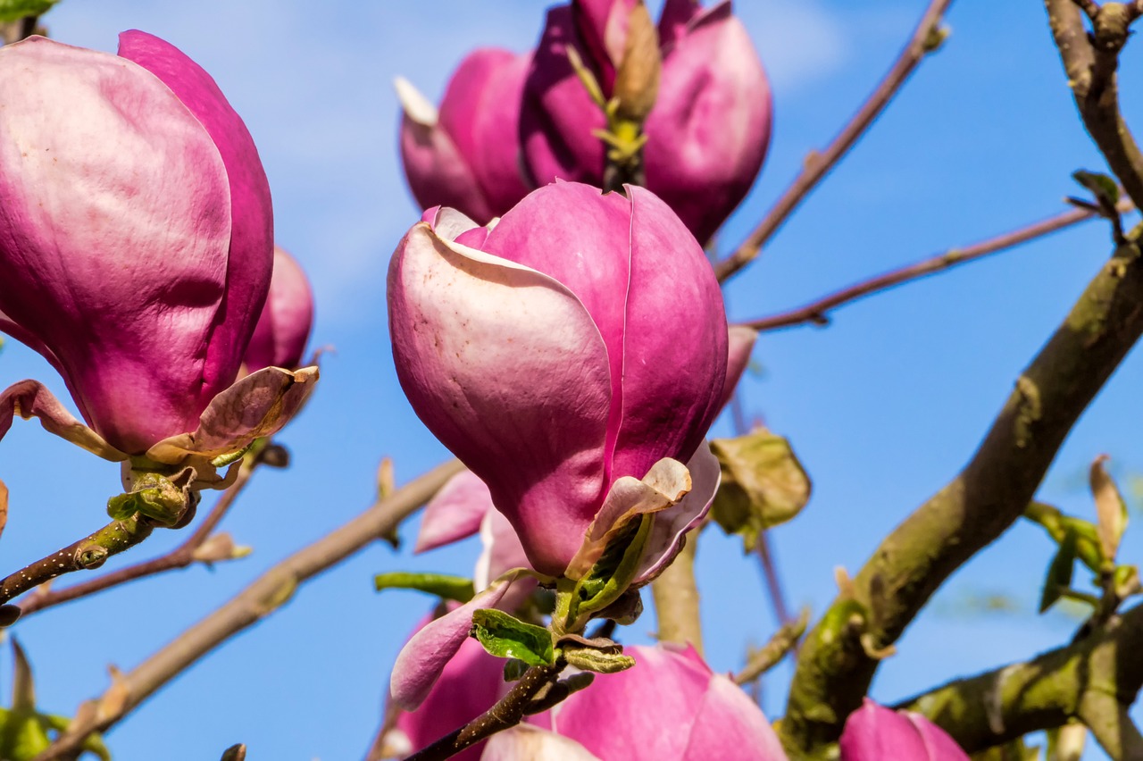 煙花臺(tái)風(fēng)最新路徑動(dòng)態(tài)，影響及應(yīng)對(duì)策略揭秘