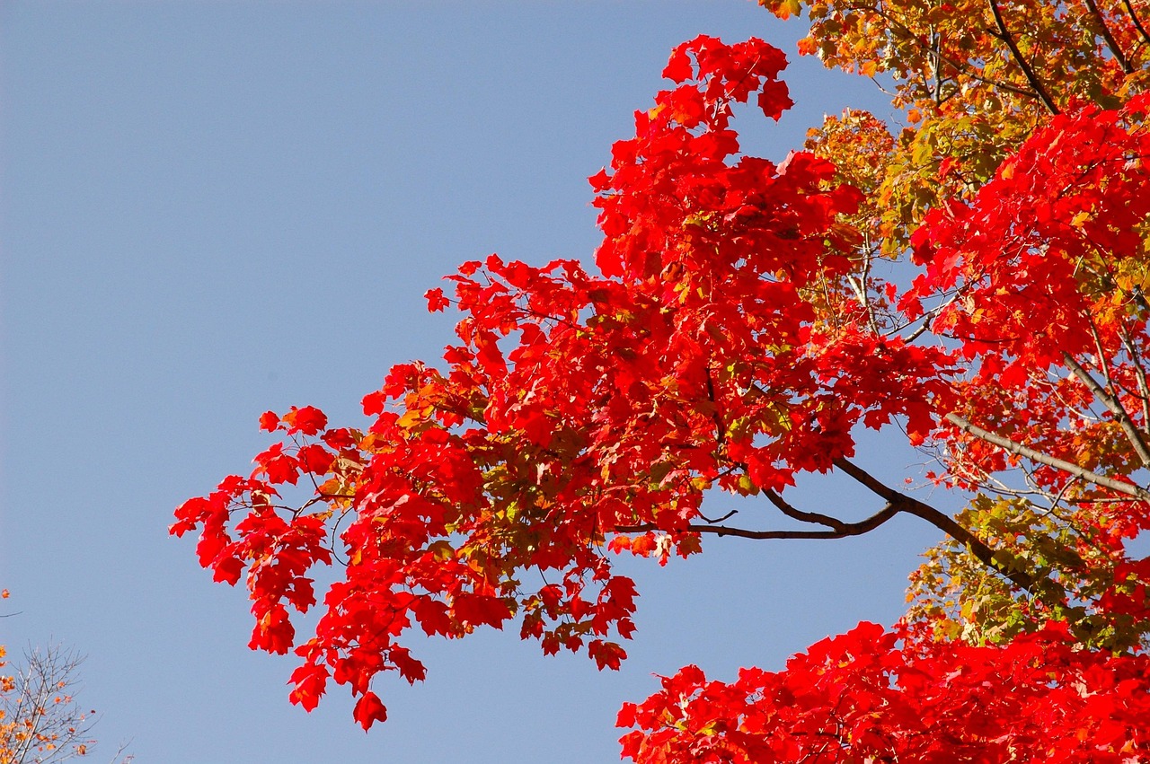 揭秘真相與改變，關(guān)注狗肉節(jié)爭議背后的最新動態(tài) 2017年回顧