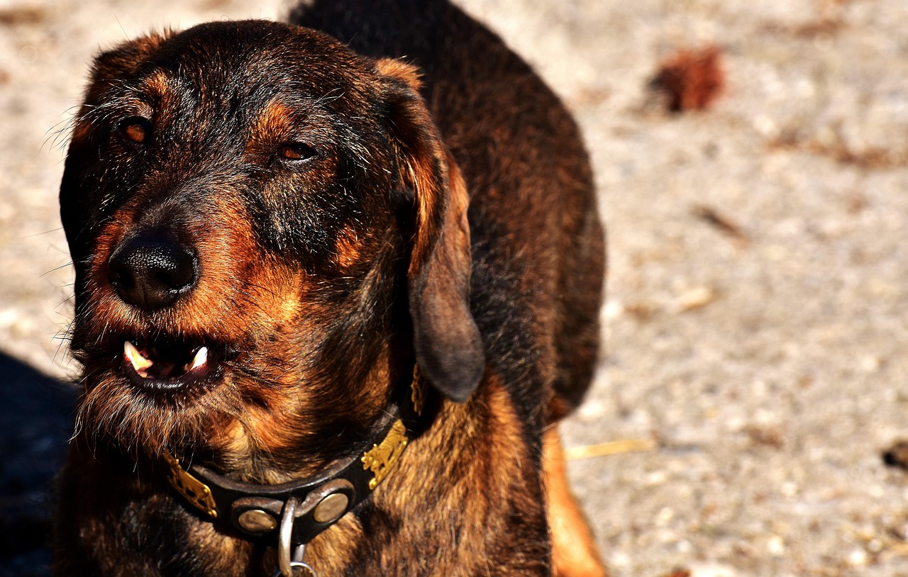 最新斗狗比賽大全，熱血競技盛宴的全視角解讀