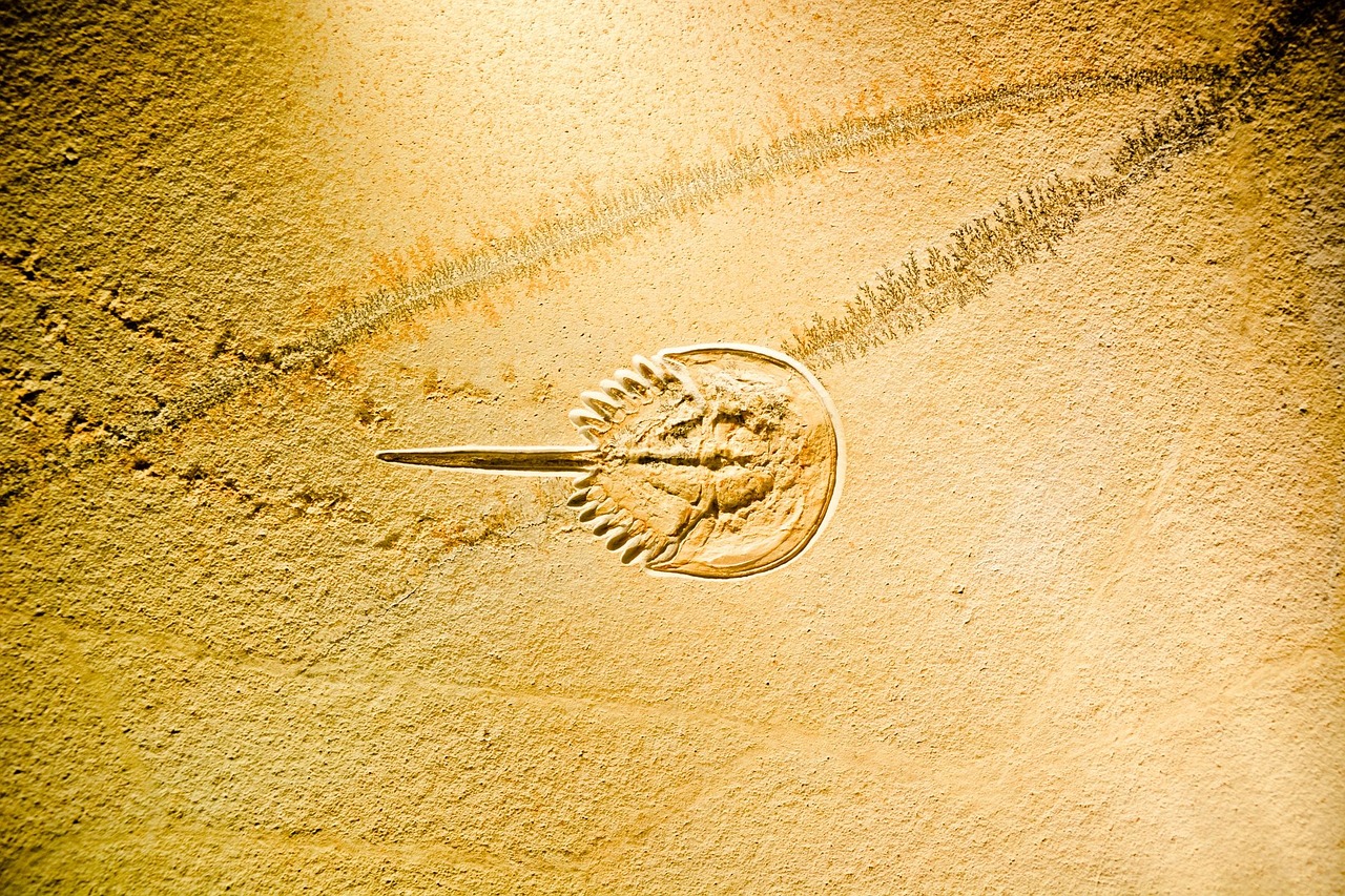 北三縣新北京動態(tài)更新，展現(xiàn)新時代發(fā)展活力的嶄新篇章