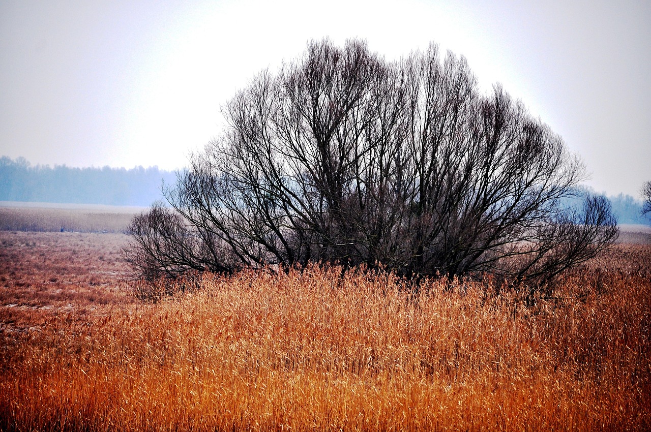 九寨溝最新動態(tài)，自然美景與生態(tài)保護(hù)的新篇章開啟