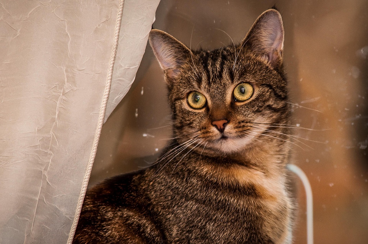 樹紅樹綠 第14頁