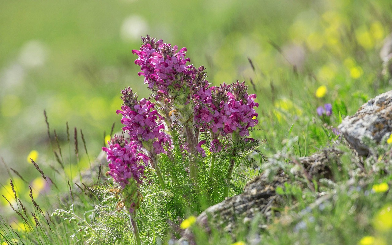 寶素力奶粉最新動(dòng)態(tài)，品質(zhì)升級(jí)與創(chuàng)新發(fā)展之路揭秘