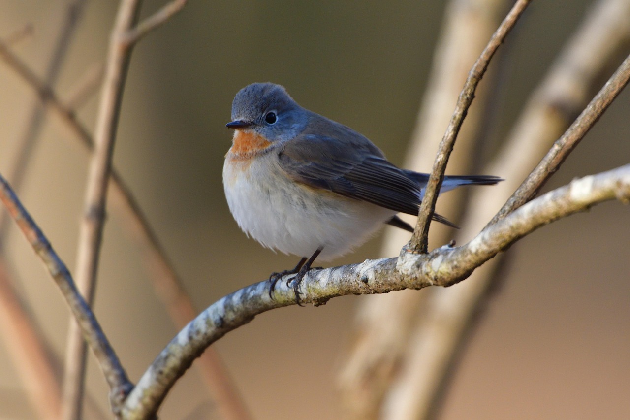 最新鴨品種引領(lǐng)養(yǎng)殖業(yè)新潮流