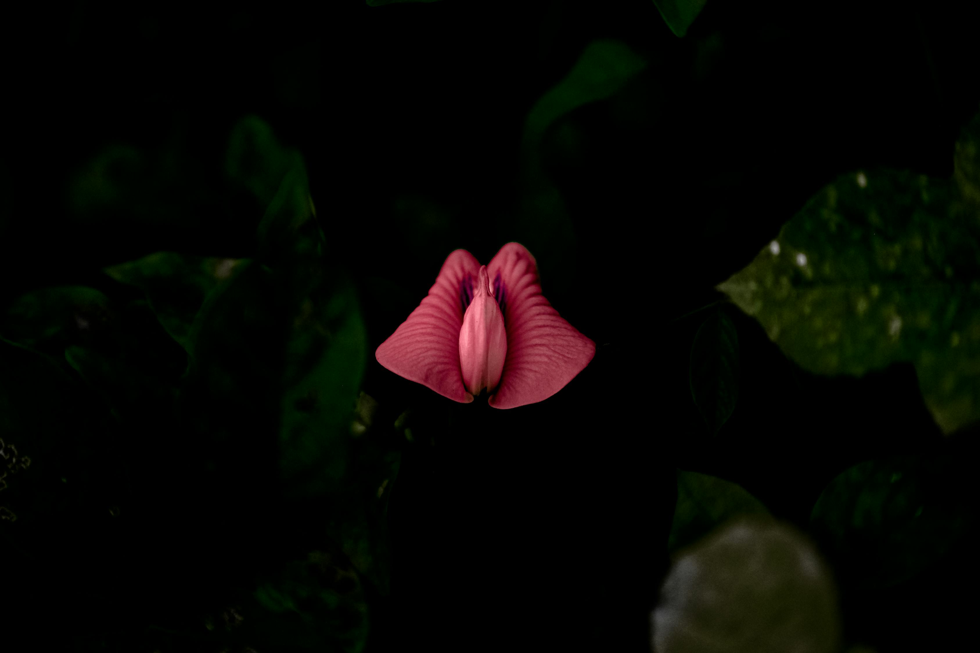 流行文化的獨特魅力，呆萌動漫頭像的魅力展現(xiàn)