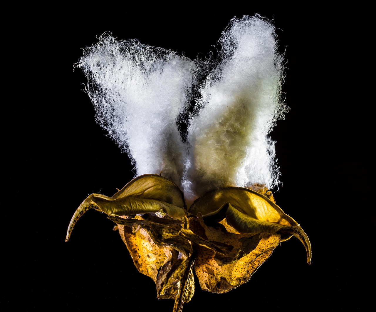 鄭州期貨棉花商品實時行情深度解析與動態(tài)播報