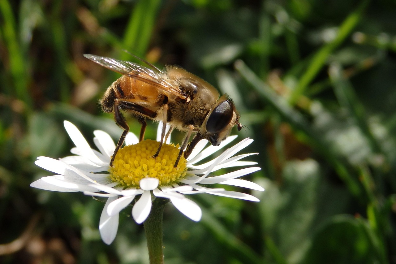 動漫蝴蝶，夢幻與現(xiàn)實(shí)之交的翅膀