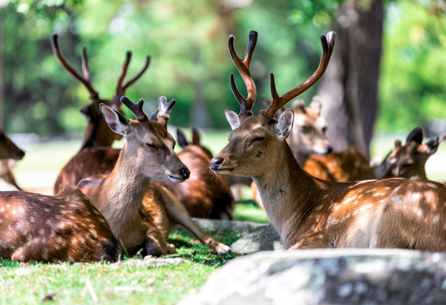 小鹿動(dòng)漫圖片，魅力、影響與探索