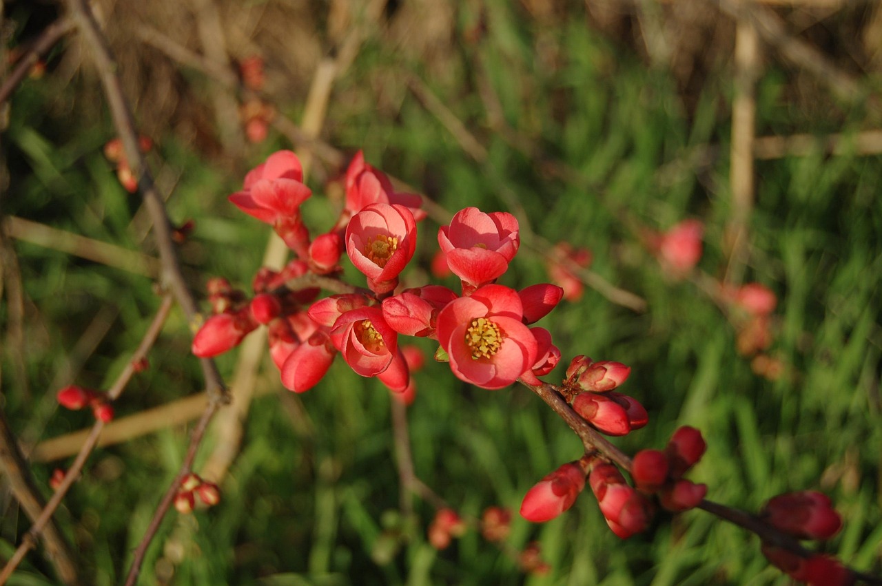 金辰國(guó)際花園最新動(dòng)態(tài)更新，最新資訊速遞