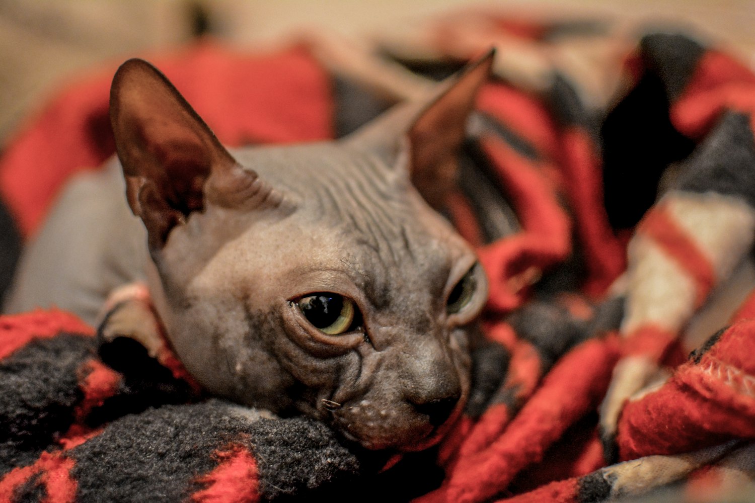 探索快貓新版本，最新體驗與發(fā)現(xiàn)之旅