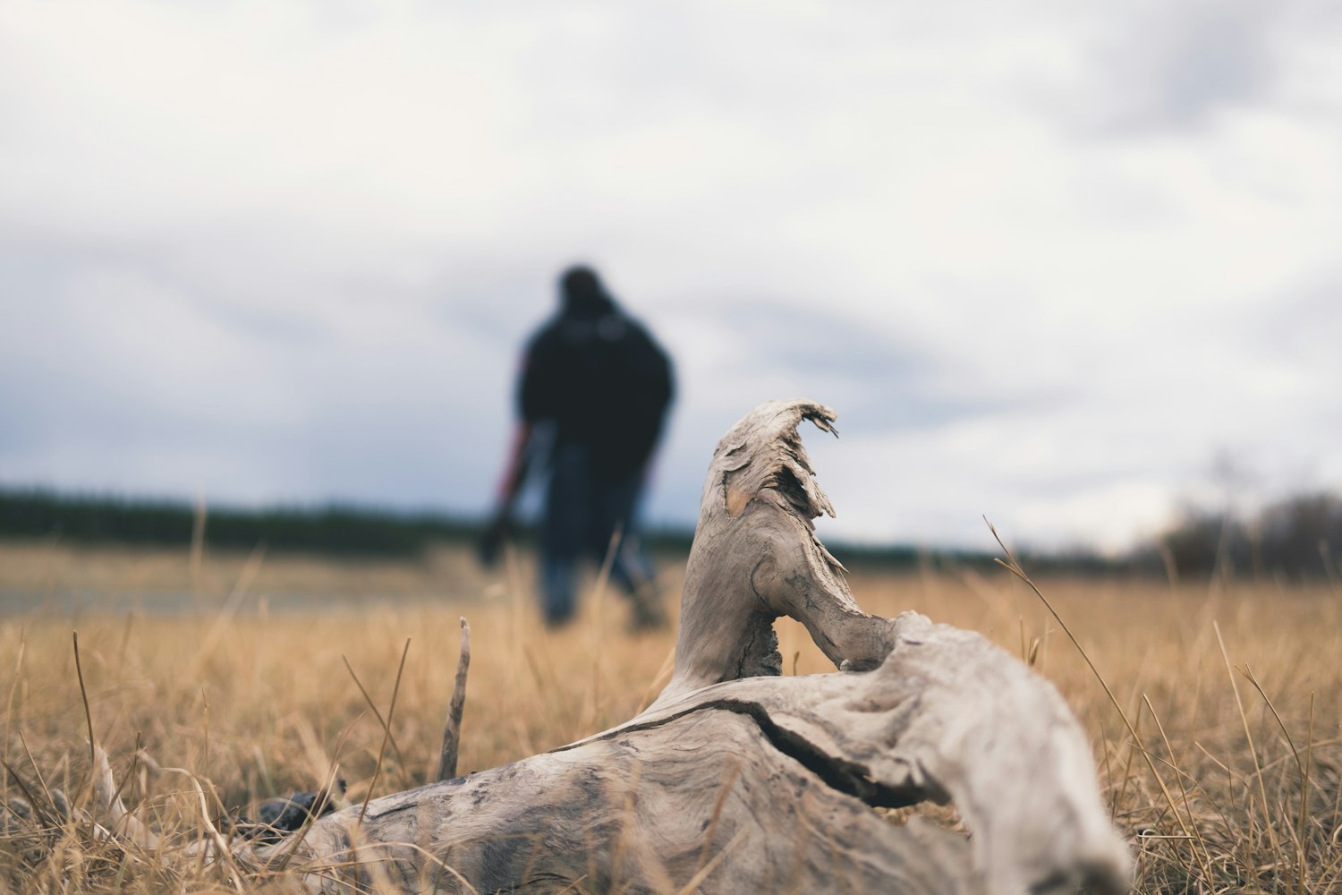 探索寵物世界的魅力與樂趣，最新萌寵劇集大放送