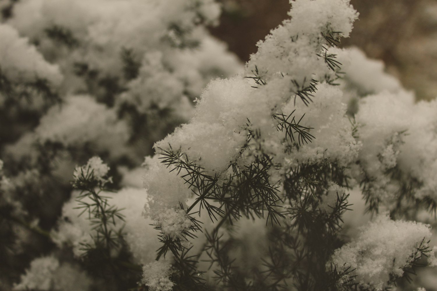 動漫櫻花樹圖片，美的瞬間與藝術(shù)的永恒之美