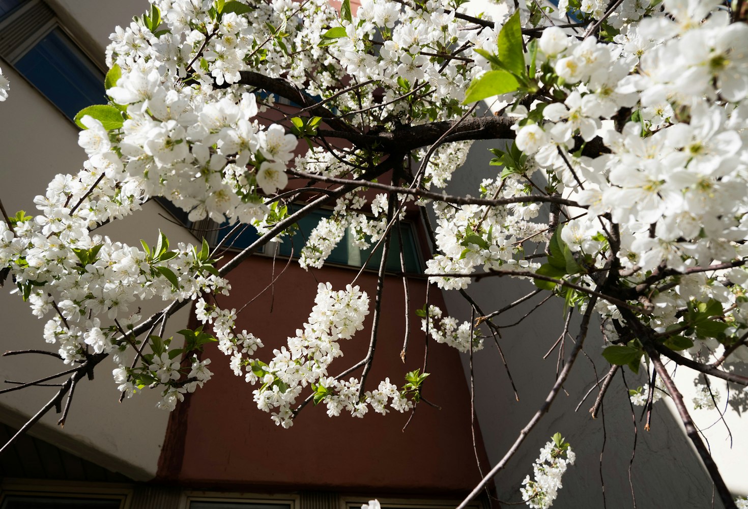 櫻花動(dòng)漫網(wǎng)站官網(wǎng)，探索二次元世界的門戶